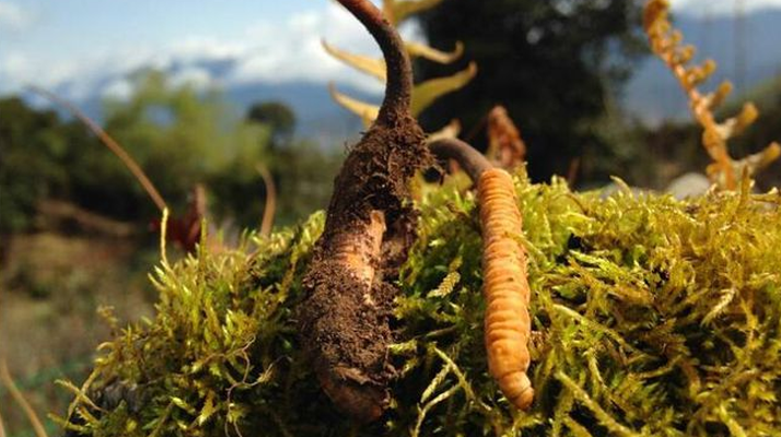 冬蟲夏草鮮草清洗全攻略