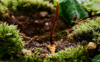 冬蟲夏草鮮草清洗全攻略:留住純凈與營養