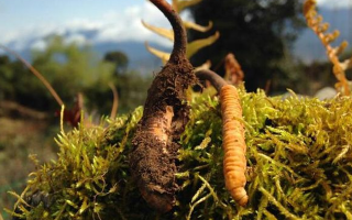 新鮮冬蟲夏草多少錢一斤?深度解析價格背后的奧秘