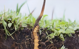 新鮮冬蟲夏草價格探秘:多因素交織下的市場行情