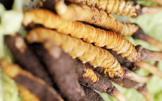 鮮冬蟲夏草適合哪些人?一文讀懂適用人群與禁忌