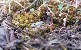 一口山野的饋贈:鮮冬蟲夏草的味道密碼