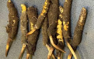 新鮮冬蟲夏草處理指南:從清洗到保存的全流程攻略