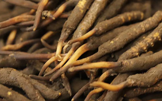 如何挑選新鮮冬蟲夏草?掌握這幾個關鍵技巧