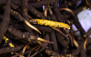 冬蟲夏草鮮草冷凍保存全攻略:鎖住營養(yǎng)的科學(xué)方法