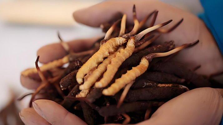 為什么要吃鮮冬蟲(chóng)夏草