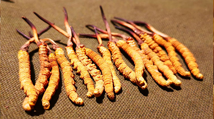 干海參 VS 冬蟲夏草:兩種滋補珍品的差異全解析