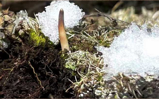 探秘雪域珍寶:最大的新鮮那曲冬蟲夏草