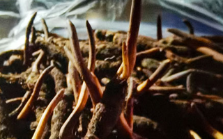 新鮮冬蟲夏草保存全攻略:鎖住營養,延長鮮味