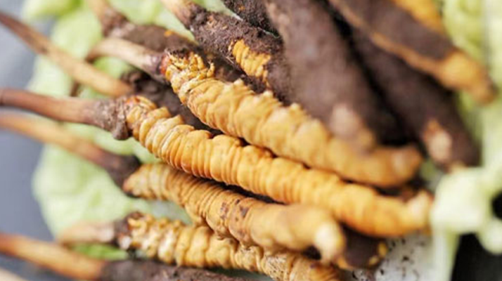 寶寶可以吃新鮮冬蟲夏草嗎?