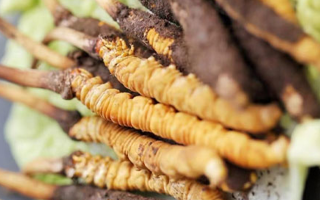 寶寶可以吃新鮮冬蟲夏草嗎?