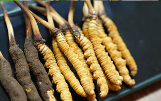 好冬蟲夏草多少錢一斤?價格全解析