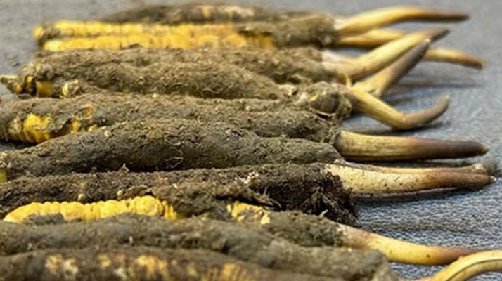 正宗<a href=http://m.hazone.cn/xinxian/ target=_blank class=infotextkey>新<a href=http://m.hazone.cn/xinxian/ target=_blank class=infotextkey>鮮冬蟲夏草</a></a>的科學吃法指南