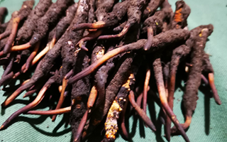 新鮮冬蟲夏草哪里買?全渠道選購指南