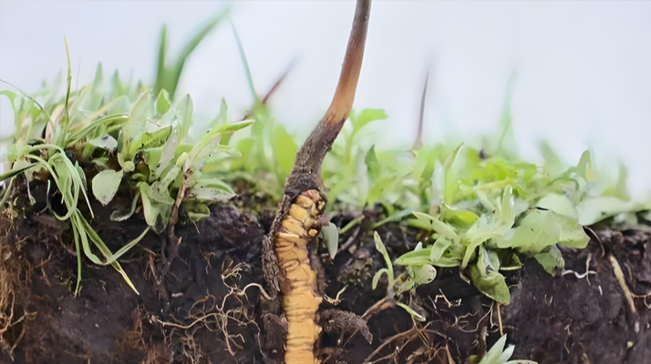 冬蟲夏草鮮草一天吃幾個(gè)?科學(xué)食用指南來了