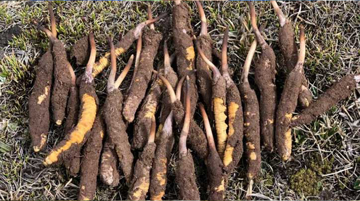 新鮮冬蟲夏草保存全攻略：鎖住營養與品質