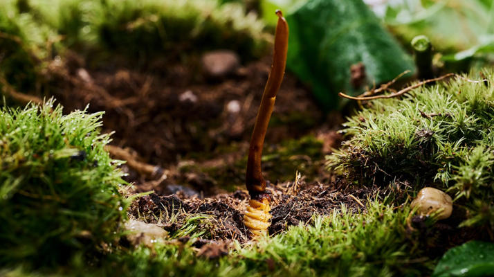 探秘那曲純野生<a href=http://m.hazone.cn/xinxian/ target=_blank class=infotextkey>新<a href=http://m.hazone.cn/xinxian/ target=_blank class=infotextkey>鮮冬蟲夏草</a></a>