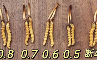 鮮冬蟲夏草燉雞湯:一鍋匯聚健康的滋補珍品