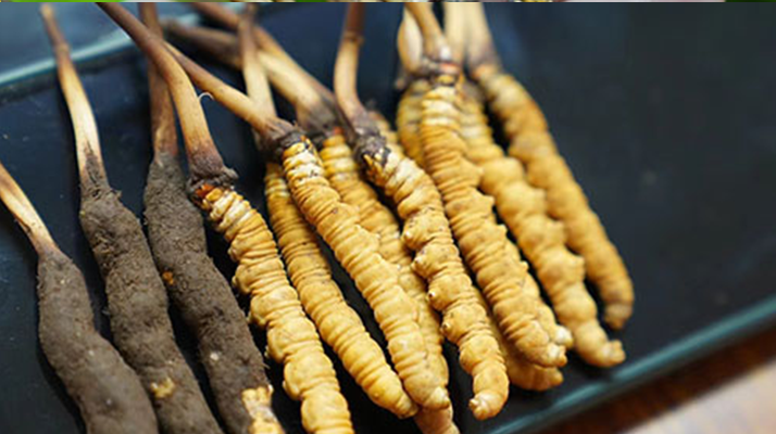 鮮冬蟲夏草什么季節(jié)最好?滋補時機大揭秘