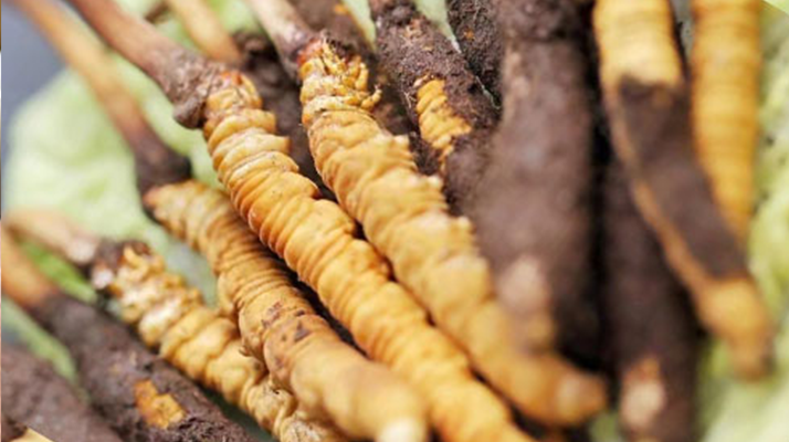 鮮冬蟲夏草哪個(gè)尺寸最好?一文讀懂,不再糾結(jié)