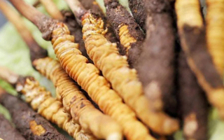 鮮冬蟲夏草哪個(gè)尺寸最好?一文讀懂,不再糾結(jié)