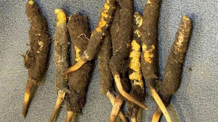 野生冬蟲(chóng)夏草一斤多少錢(qián)?多維度價(jià)格解析