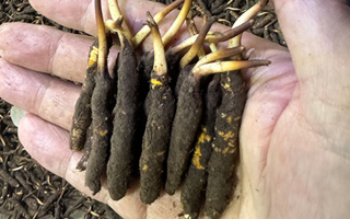 3000 條蟲草一克是幾只？深入解析蟲草規(guī)格與重量關系? ? ? ?