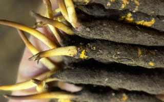 蟲草怎么存放比較好?科學保存指南