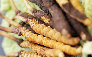 鮮蟲草一根多少錢?多因素交織下的價格剖析