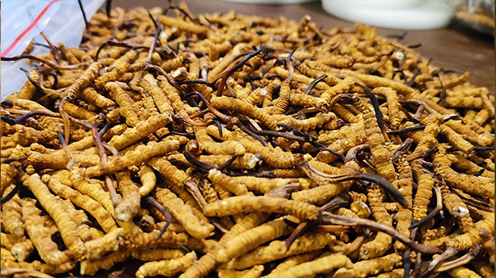 <a href=http://m.hazone.cn/ target=_blank class=infotextkey>冬蟲夏草</a>市場價格解碼:從黃金克價到價值迷霧