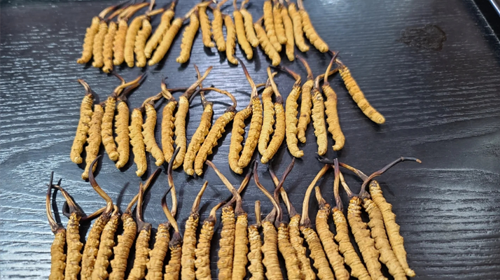 冬蟲夏草是如何形成的?揭秘"軟黃金"的誕生之謎?