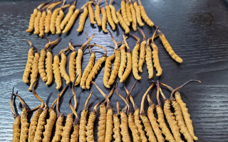 冬蟲夏草是如何形成的?揭秘"軟黃金"的誕生之謎?