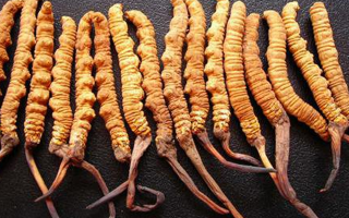 干冬蟲夏草多少錢一斤?一文解析其價格密碼