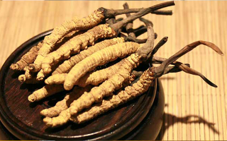 冬蟲夏草的種植地點探秘