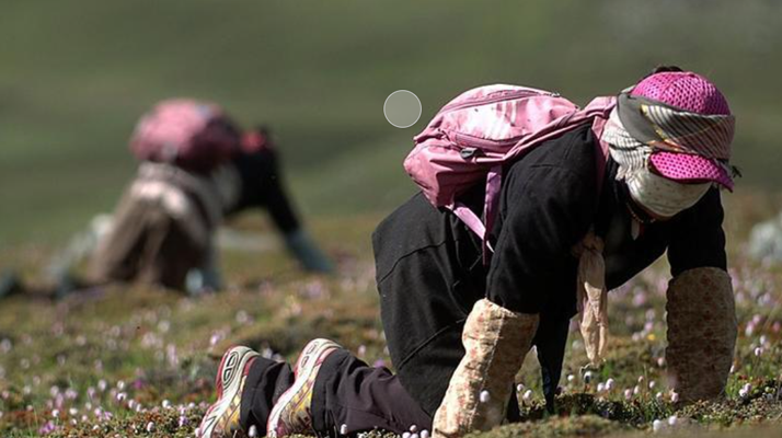 冬蟲夏草:雪域珍寶的功效與食用之道
