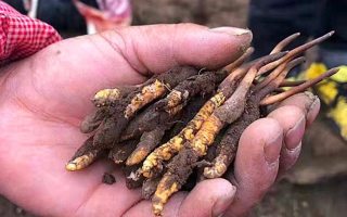 冬蟲夏草每公斤價(jià)格解析