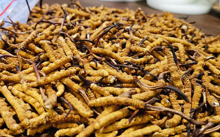 冬蟲夏草的潛在副作用:滋補(bǔ)背后的健康風(fēng)險(xiǎn)