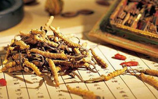 野生冬蟲夏草:功效與真相的辯證審視