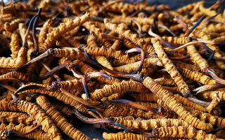 純野生冬蟲(chóng)夏草價(jià)格解密:天價(jià)背后的價(jià)值邏輯