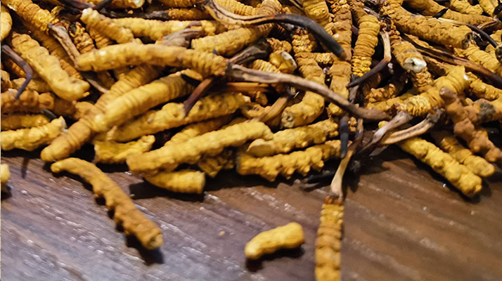 野生冬蟲(chóng)夏草行業(yè)研究