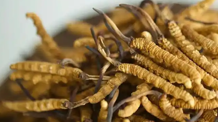 冬蟲夏草特級多少錢一克？多因素交織下的價格探秘