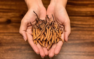 冬蟲夏草怎么食用效果好?掌握這些方法發揮最大功效