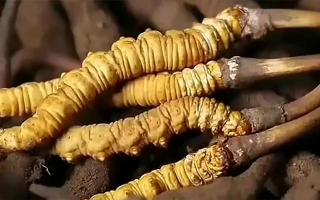 生嚼鮮冬蟲夏草能吃嗎?科學解析食用方式