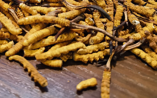 天然冬蟲夏草多少錢一克?