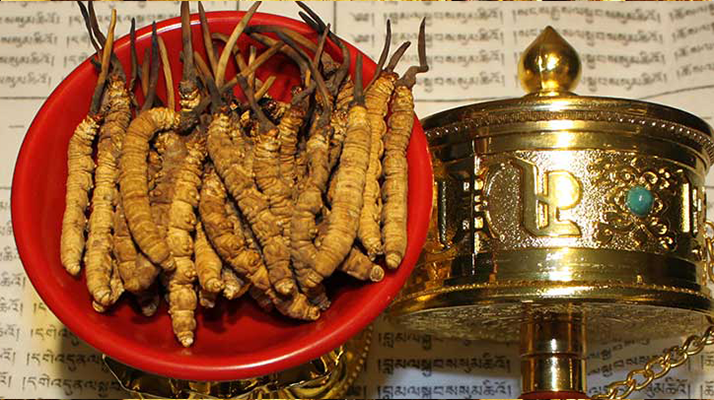 <a href=http://m.hazone.cn/gongxiao/ target=_blank class=infotextkey><a href=http://m.hazone.cn/gongxiao/ target=_blank class=infotextkey><a href=http://m.hazone.cn/yangsheng/ target=_blank class=infotextkey>冬蟲夏草的功效</a></a></a>解析：傳統珍寶的現代價值