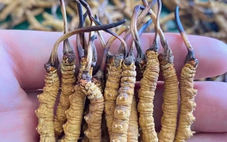 冬蟲夏草與女性健康：那些專屬的滋養(yǎng)好處