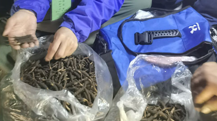 <a href=http://m.hazone.cn/xinxian/ target=_blank class=infotextkey>新<a href=http://m.hazone.cn/xinxian/ target=_blank class=infotextkey>鮮冬蟲夏草</a></a>的正確食用指南