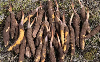 新鮮冬蟲夏草科學晾干指南