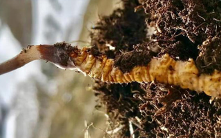 探秘純天然野生新鮮冬蟲夏草:滋補珍品的自然饋贈