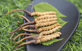 新鮮松茸冬蟲夏草怎么吃?滋補(bǔ)雙珍的美味搭配指南